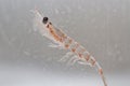 Antarctic krill in the water column of the Southern Ocean Royalty Free Stock Photo