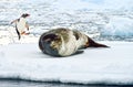 Antarctic Leopard Seal & Gentoo Penguin