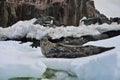 Antarctic Leopard Seal & Gentoo Penguin