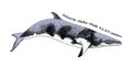 Hand drawn Antarctic Minke Whale