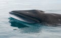 Antarctic Minke whale surfacing, Antarctic Peninsula Royalty Free Stock Photo