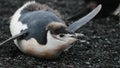 Antarctic penguin lies on the stomach. Andreev.