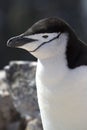 Antarctic penguin portrait or Chinstrap summer day Royalty Free Stock Photo