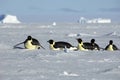 Antarctic penguin procession Royalty Free Stock Photo