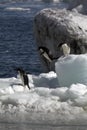 Antarctic Penguin(s)