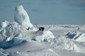 Antarctic penguins