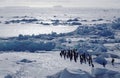 Antarctic penguins