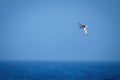 Antarctic petrel crosses ocean in blue sky