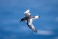 Antarctic petrel dives towards sea looking down Royalty Free Stock Photo