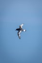 Antarctic petrel flies in clear bue sky Royalty Free Stock Photo