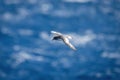 Antarctic petrel gliding over sea in sunshine