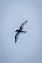 Antarctic petrel makes banked turn in sky