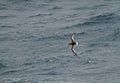 Antarctic Petrel, Thalassoica antarctica Royalty Free Stock Photo