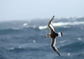 Antarctic Petrel, Thalassoica antarctica Royalty Free Stock Photo