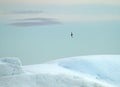 Antarctic Petrel, Thalassoica antarctica Royalty Free Stock Photo