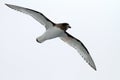 Antarctic Petrel, Thalassoica antarctica Royalty Free Stock Photo