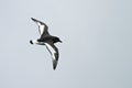 Antarctic Petrel, Thalassoica antarctica