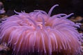 Antarctic pink anemone underwater close up