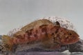 Antarctic rockcod or nototenia coriceps which lies on the rocks Royalty Free Stock Photo