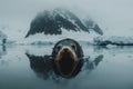 Antarctic seal gracefully swimming in icy waters alongside a sea lion resting on the ice