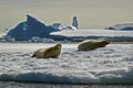 Antarctic seals