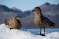 Antarctic Skuas