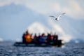 Antarctic tern flies over ocean by inflatable Royalty Free Stock Photo