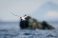 Antarctic tern flies past rocks with fish Royalty Free Stock Photo