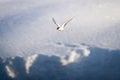 Antarctic tern flying over bank of snow Royalty Free Stock Photo