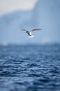 Antarctic tern flying over sea near mountains Royalty Free Stock Photo