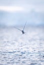 Antarctic tern flying over sea towards camera Royalty Free Stock Photo