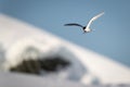Antarctic tern flying past bank of snow Royalty Free Stock Photo