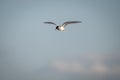Antarctic tern glides in clear blue sky Royalty Free Stock Photo