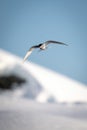Antarctic tern glides over bank of snow Royalty Free Stock Photo