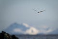 Antarctic tern glides over ocean near rocks Royalty Free Stock Photo