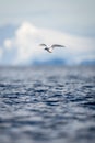 Antarctic tern glides over ocean to fish Royalty Free Stock Photo
