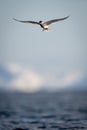 Antarctic tern glides over water in sunshine Royalty Free Stock Photo
