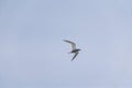 Antarctic tern (Sterna vittata) flying above in the sky Royalty Free Stock Photo