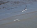 Antarctic Tern (Sterna vittata)