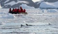 3 Gentoo penguins swimming in Cierva Cove with tourist Zodiac in the background