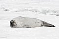 Antarctic Weddell Seal