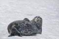 Dangerous leopard seal on ice floe in Antarctica. Royalty Free Stock Photo