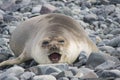 Dangerous leopard seal on ice floe in Antarctica. Royalty Free Stock Photo