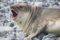 Dangerous leopard seal on ice floe in Antarctica. Royalty Free Stock Photo