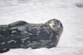 Dangerous leopard seal on ice floe in Antarctica. Royalty Free Stock Photo