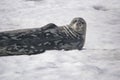 Dangerous leopard seal on ice floe in Antarctica. Royalty Free Stock Photo