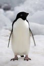 Antarctica - Adelie Penguin Royalty Free Stock Photo