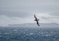 Antarctica Albatross, Wildlife Bird, Nature