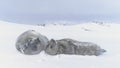 Antarctica baby adult weddell seal muzzle close Royalty Free Stock Photo