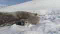 Antarctica baby adult weddell seal play on snow Royalty Free Stock Photo